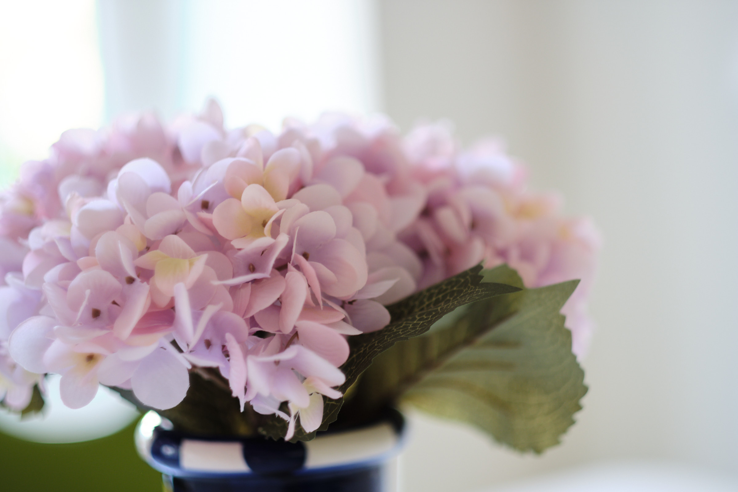 Wohnzimmerblume Apartment Wien Blume aus Wohnzimmer